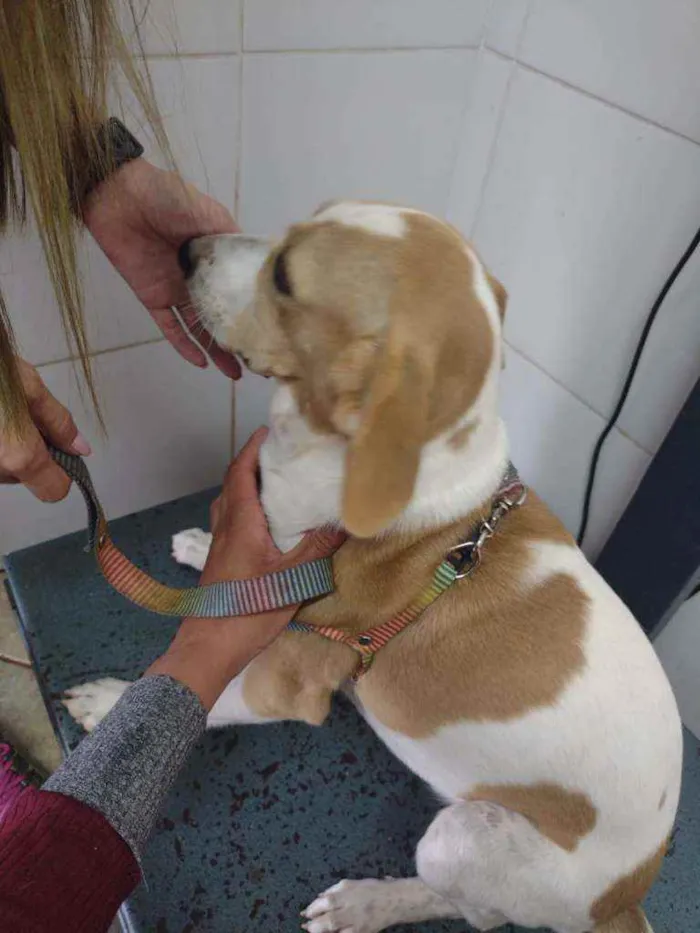 Cachorro ra a SRD idade 7 a 11 meses nome Margot