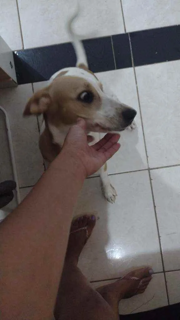 Cachorro ra a SRD idade 7 a 11 meses nome Margot
