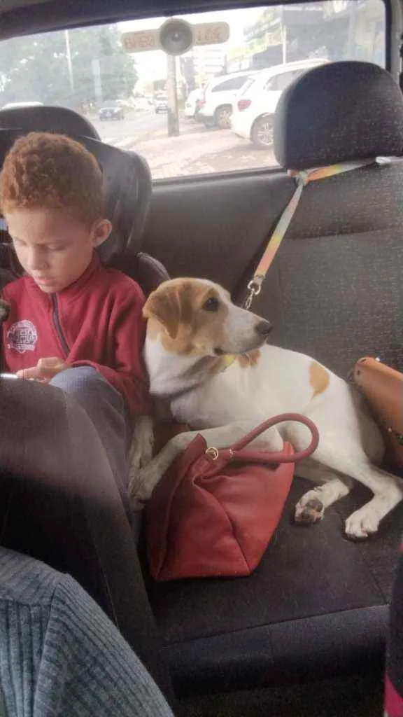 Cachorro ra a SRD idade 7 a 11 meses nome Margot