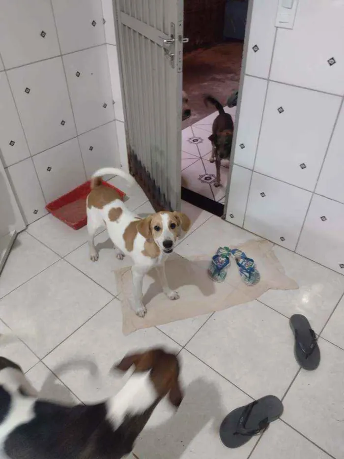 Cachorro ra a SRD idade 7 a 11 meses nome Margot