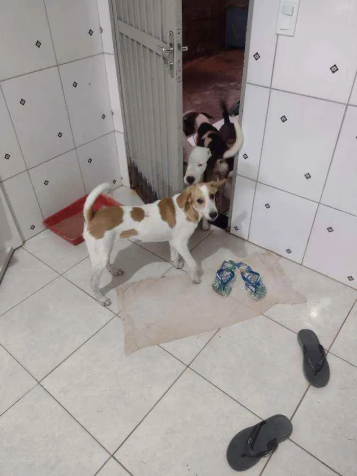 Cachorro ra a SRD idade 7 a 11 meses nome Margot