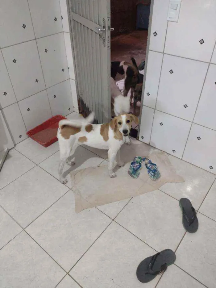 Cachorro ra a SRD idade 7 a 11 meses nome Margot
