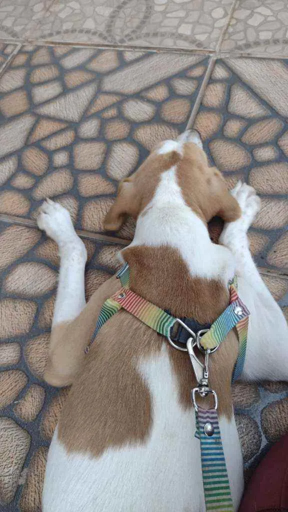 Cachorro ra a SRD idade 7 a 11 meses nome Margot