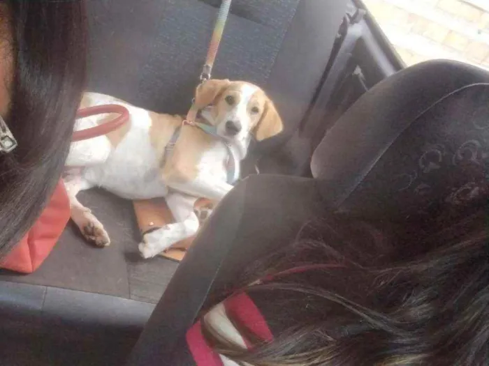 Cachorro ra a SRD idade 7 a 11 meses nome Margot