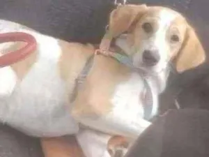 Cachorro raça SRD idade 7 a 11 meses nome Margot