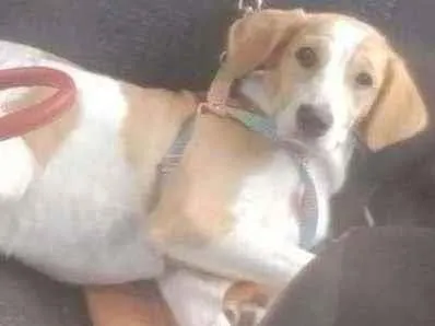 Cachorro ra a SRD idade 7 a 11 meses nome Margot
