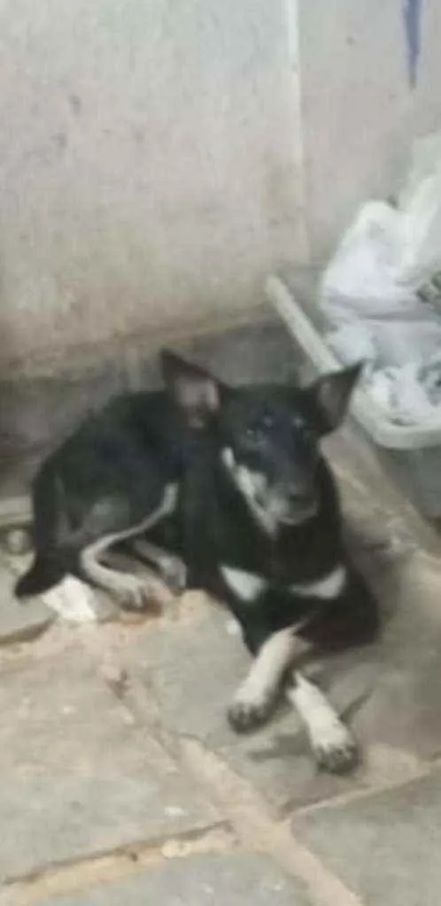 Cachorro ra a Vira lata idade 1 ano nome Preto