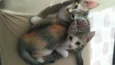 2 gatinhas