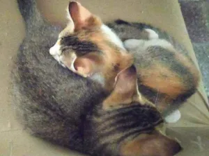 Gato raça Srd idade 2 a 6 meses nome 2 gatinhas