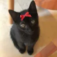 Pretinha