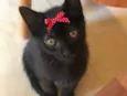 Pretinha