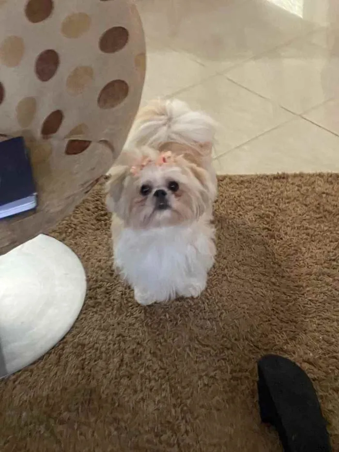 Cachorro ra a Shihtszu  idade 5 anos nome Cristal 