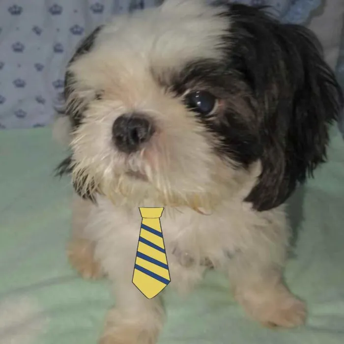 Cachorro ra a Mestiço  idade 2 anos nome Bily 