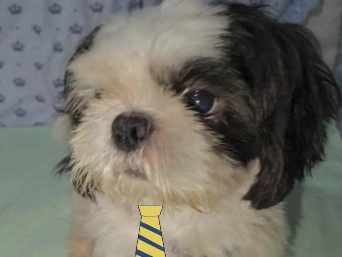 Cachorro ra a Mestiço  idade 2 anos nome Bily 