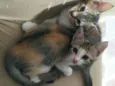 2 gatinhas