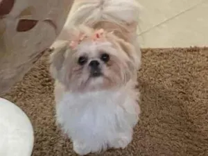 Cachorro raça Shihtszu  idade 5 anos nome Cristal 