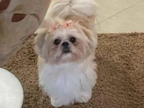 Cachorro ra a Shihtszu  idade 5 anos nome Cristal 