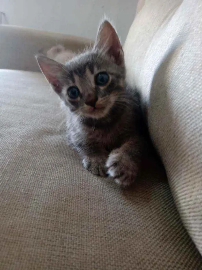 Gato ra a Sem raça idade Abaixo de 2 meses nome Sem nome