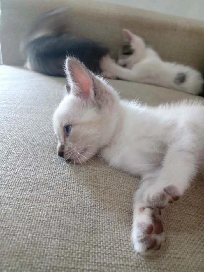 Gato ra a Sem raça idade Abaixo de 2 meses nome Sem nome