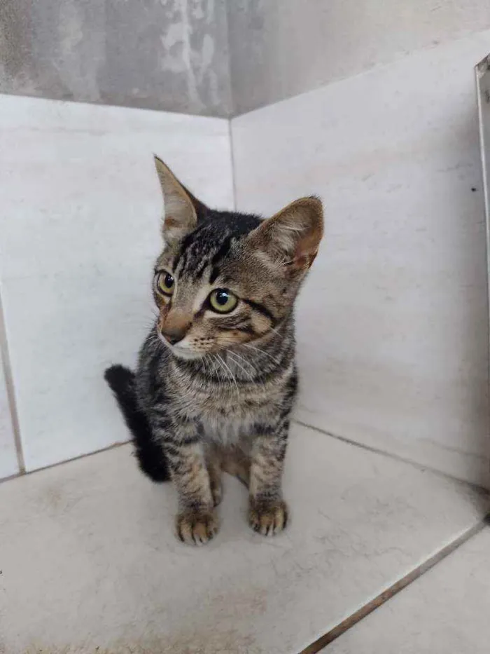 Gato ra a viralata  idade 2 a 6 meses nome não dei nenhum nome 