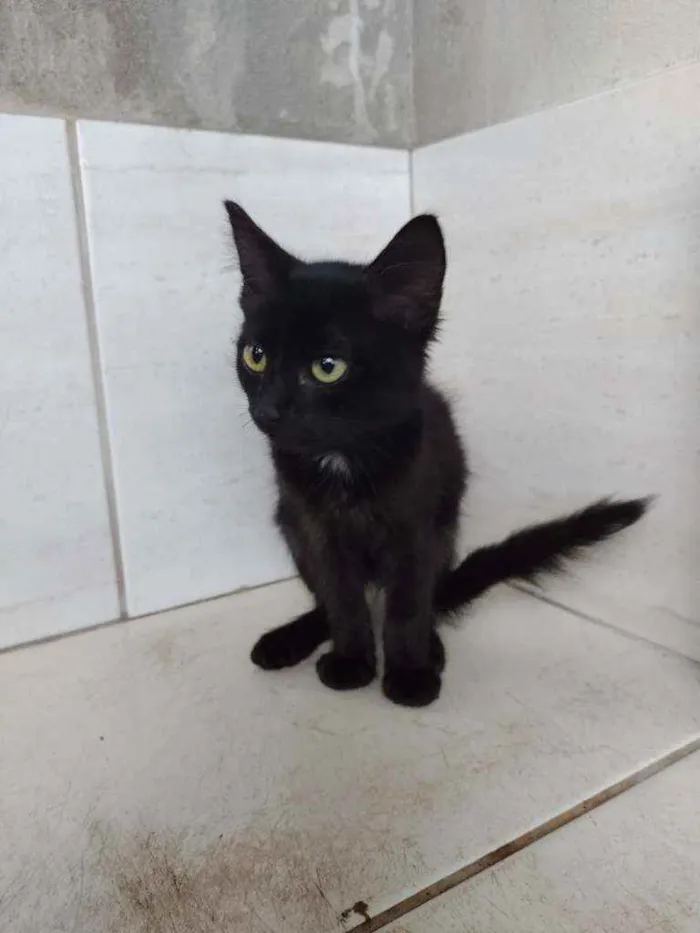 Gato ra a viralata  idade 2 a 6 meses nome não dei nenhum nome 