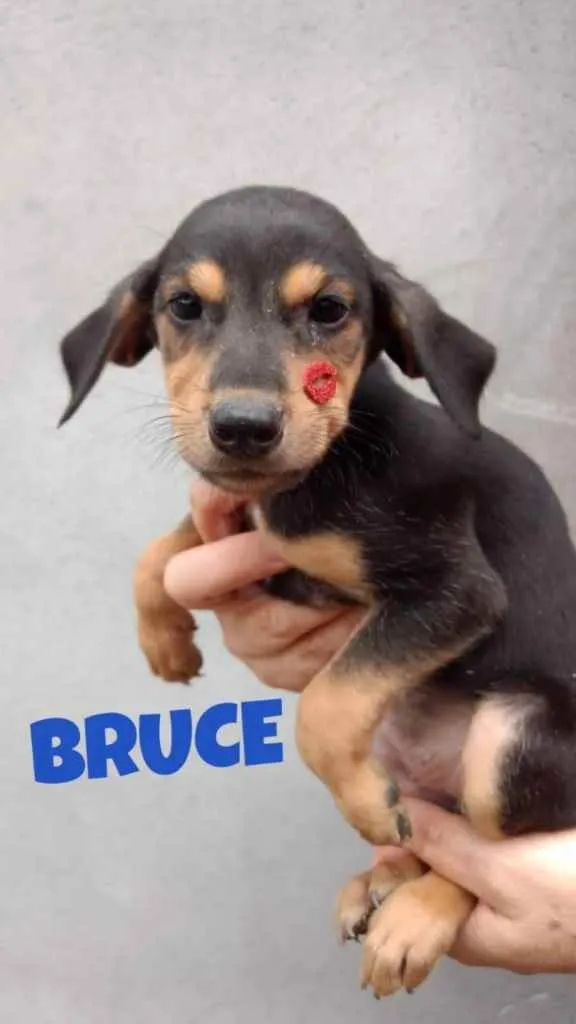 Cachorro raça SRD idade 2 a 6 meses nome Bruce