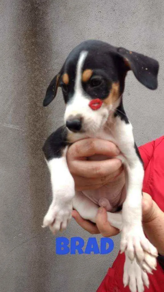 Cachorro raça SRD idade 2 a 6 meses nome Brad