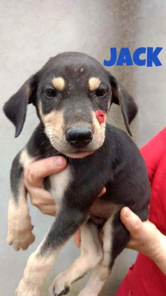 Cachorro raça SRD idade 2 a 6 meses nome Jack