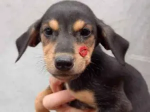 Cachorro raça SRD idade 2 a 6 meses nome Bruce
