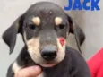 Jack