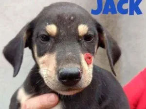 Cachorro raça SRD idade 2 a 6 meses nome Jack