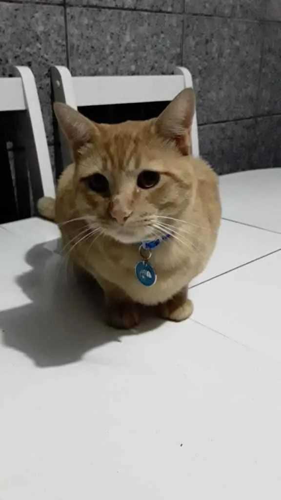 Gato raça Srd idade 7 a 11 meses nome Nino