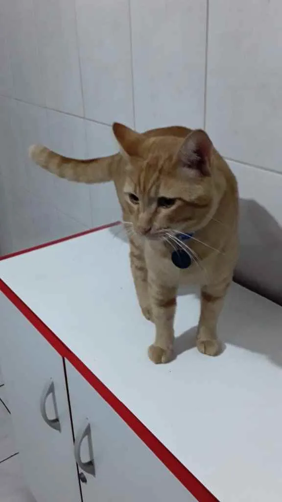 Gato raça Srd idade 7 a 11 meses nome Nino