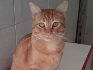 Gato raça Srd idade 7 a 11 meses nome Nino