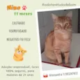 Gato raça Srd idade 7 a 11 meses nome Nino