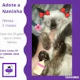 Naninha