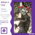 Lica fofinha
