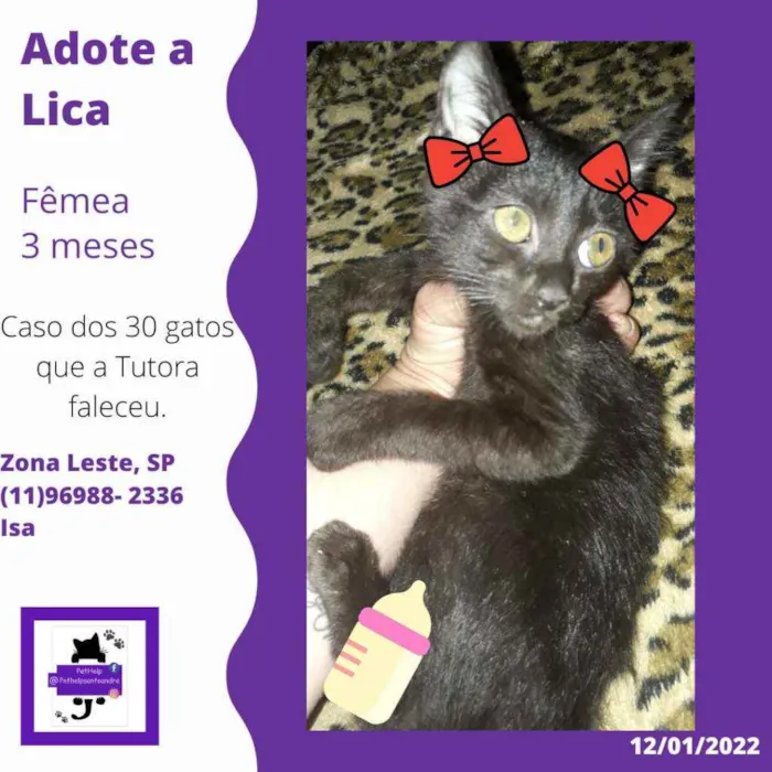 Gato ra a Srd idade 2 a 6 meses nome Lica fofinha