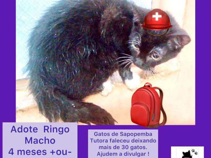 Gato ra a Srd idade 2 a 6 meses nome Ringo