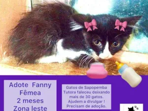 Gato raça Srd idade 2 a 6 meses nome Fanny linda