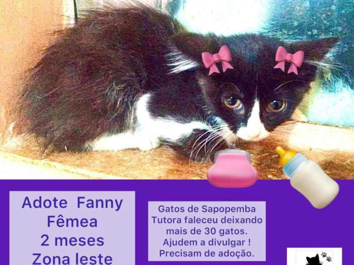 Gato ra a Srd idade 2 a 6 meses nome Fanny linda