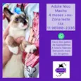 Nico um principe
