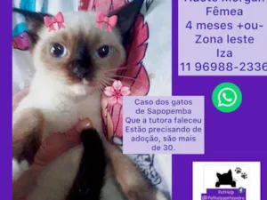 Gato raça Srd idade 2 a 6 meses nome Morgan princesa 