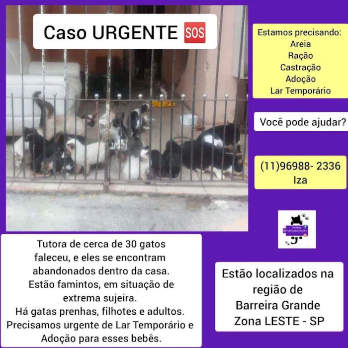 Gato ra a Srd idade 2 a 6 meses nome Gatinhos urgente