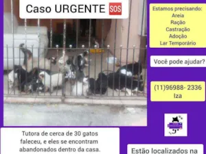 Gato raça Srd idade 2 a 6 meses nome Gatinhos urgente