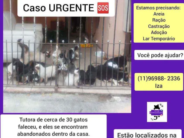 Gato ra a Srd idade 2 a 6 meses nome Gatinhos urgente