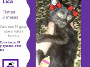 Gato raça Srd idade 2 a 6 meses nome Lica fofinha