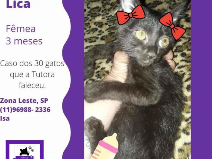 Gato ra a Srd idade 2 a 6 meses nome Lica fofinha