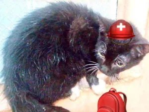Gato raça Srd idade 2 a 6 meses nome Ringo