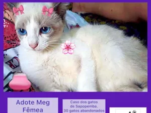 Gato raça Srd idade 2 a 6 meses nome Meg fofinha